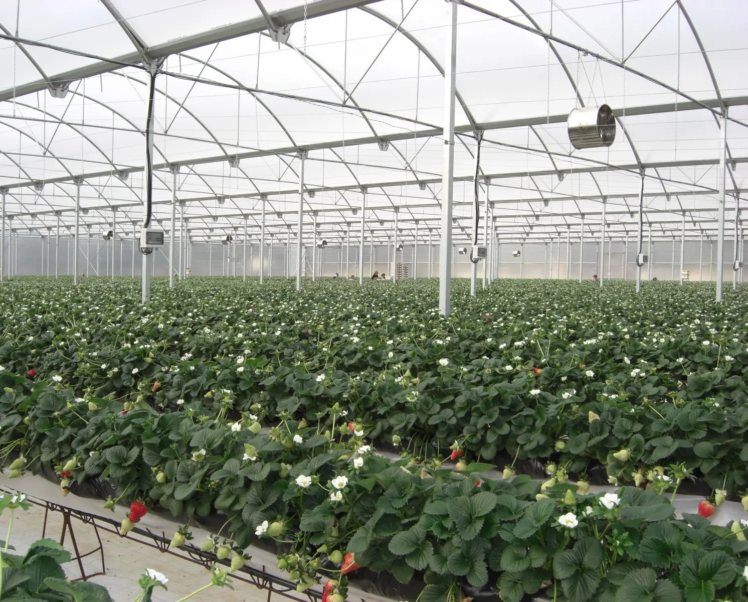 Applications Berries