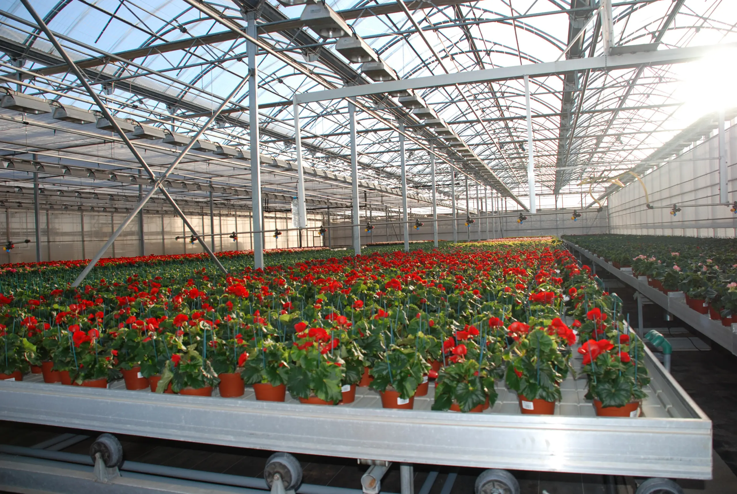 Mesas e iluminacion en invernadero